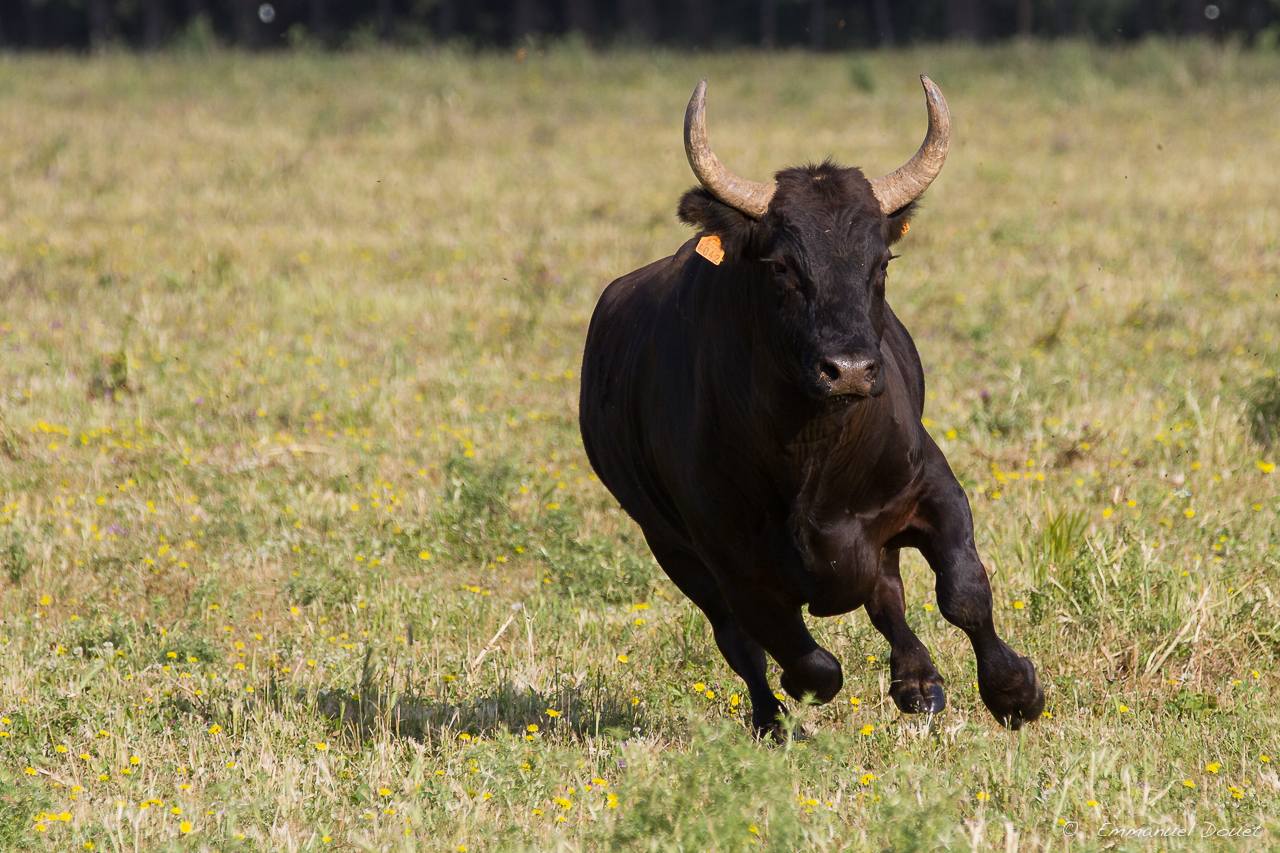 2013 06 Carmargue 552