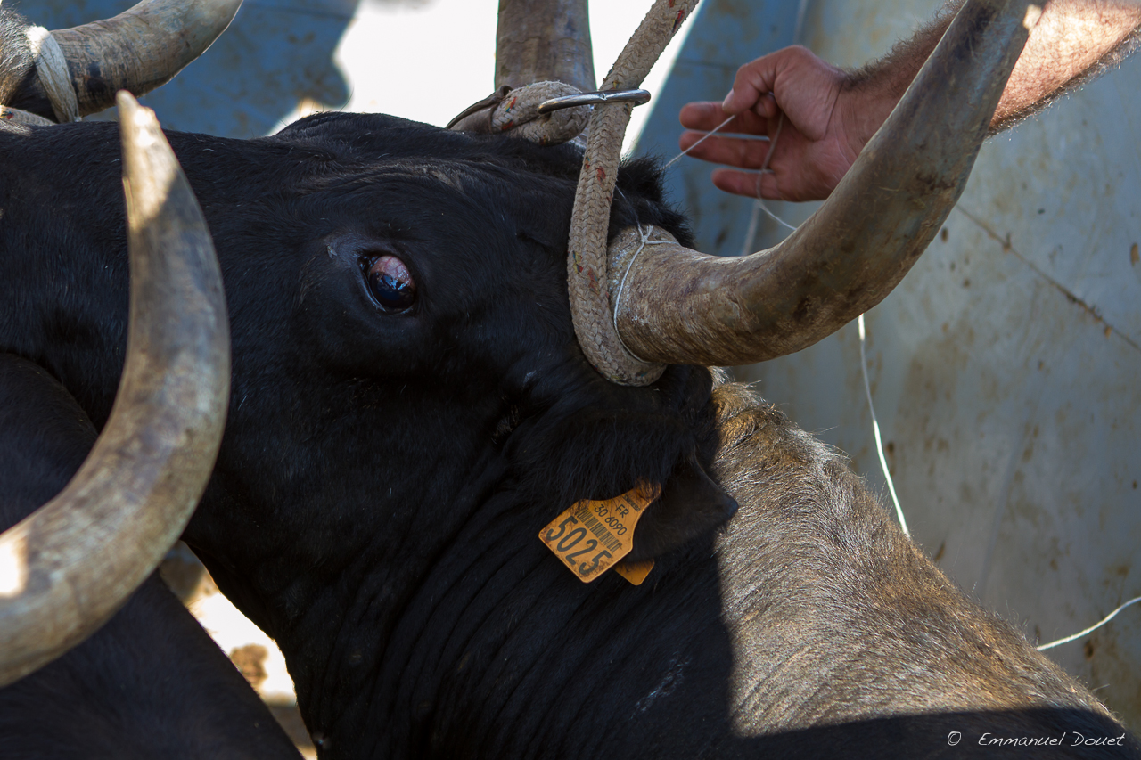 2013 06 Carmargue 622