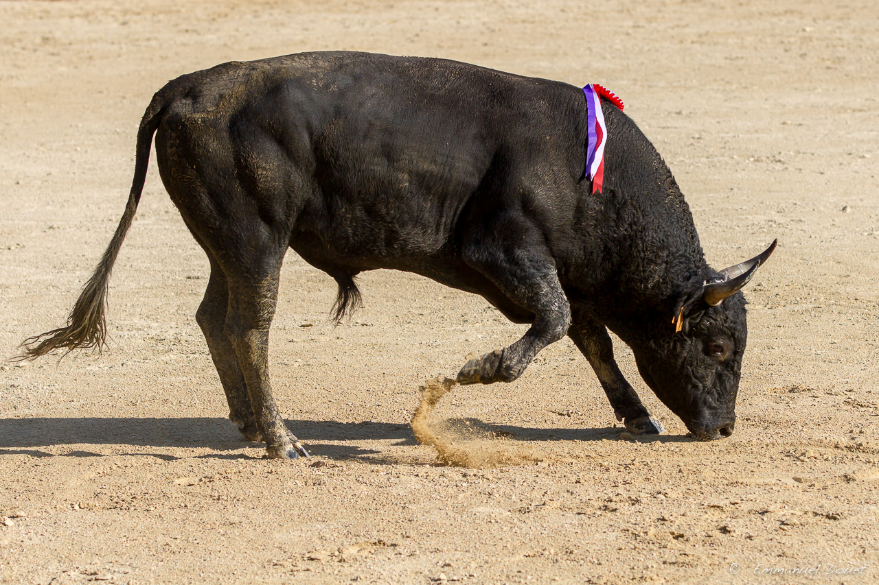 2013 06 Carmargue 877