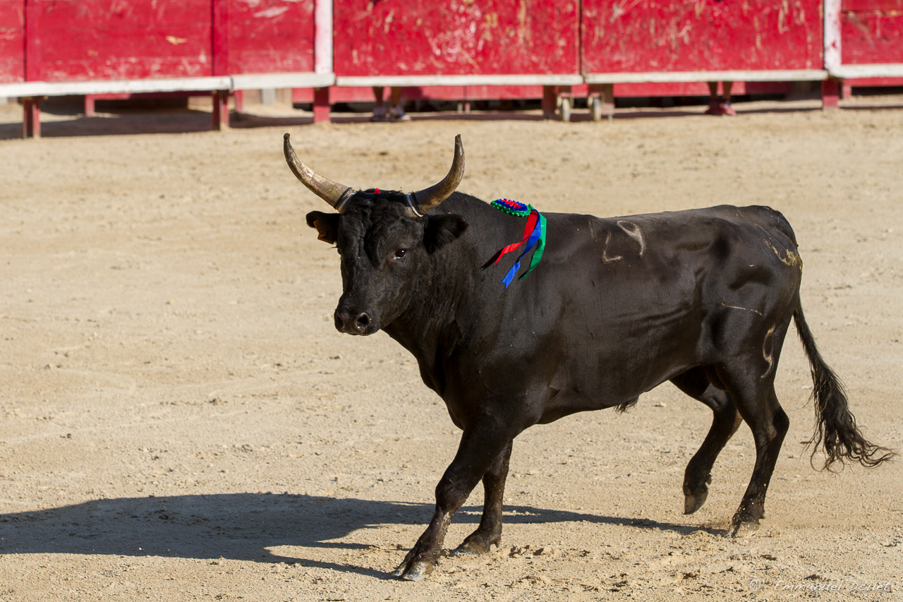 2013 06 Carmargue 917