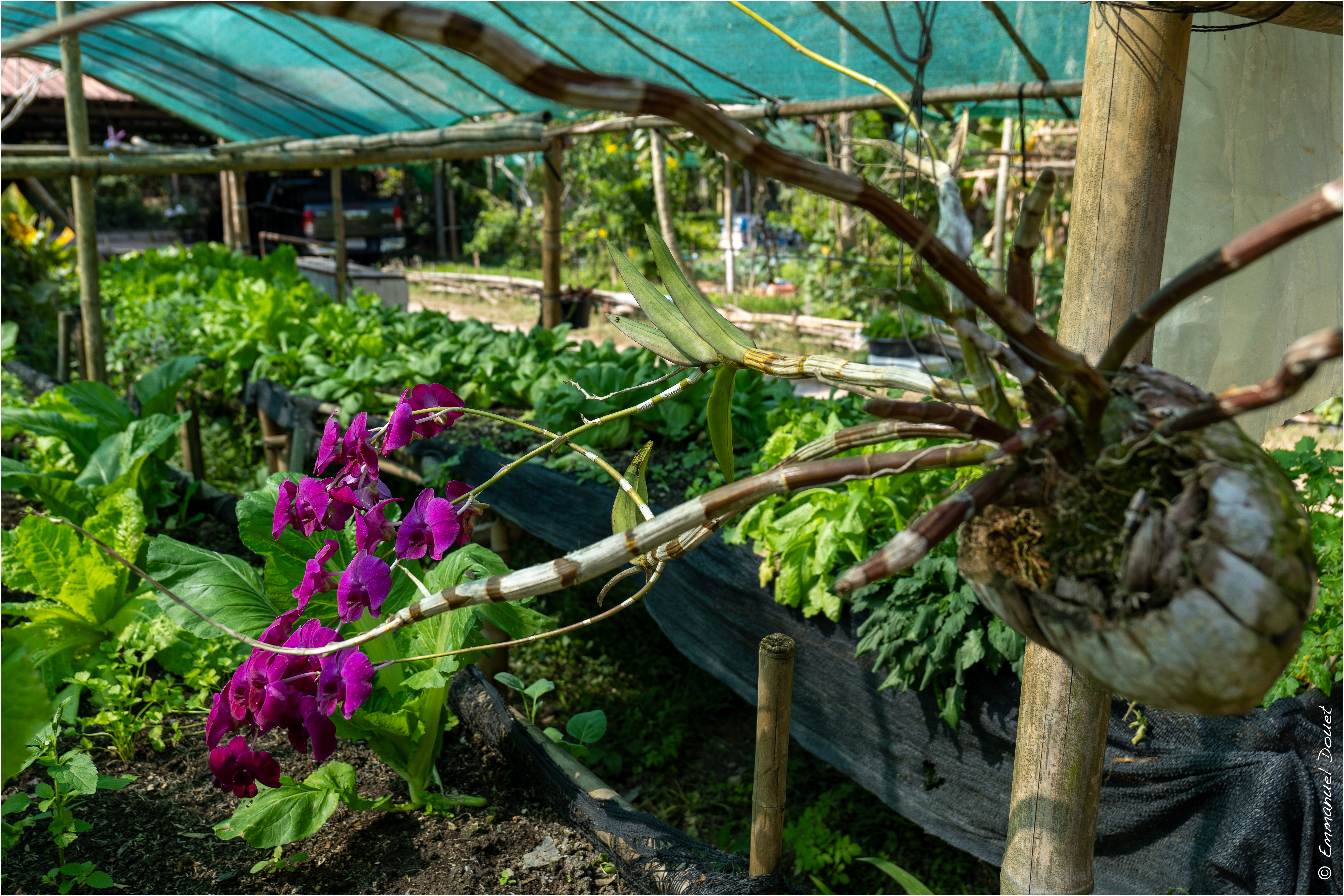 2025 02 Thaïlande&Laos 113