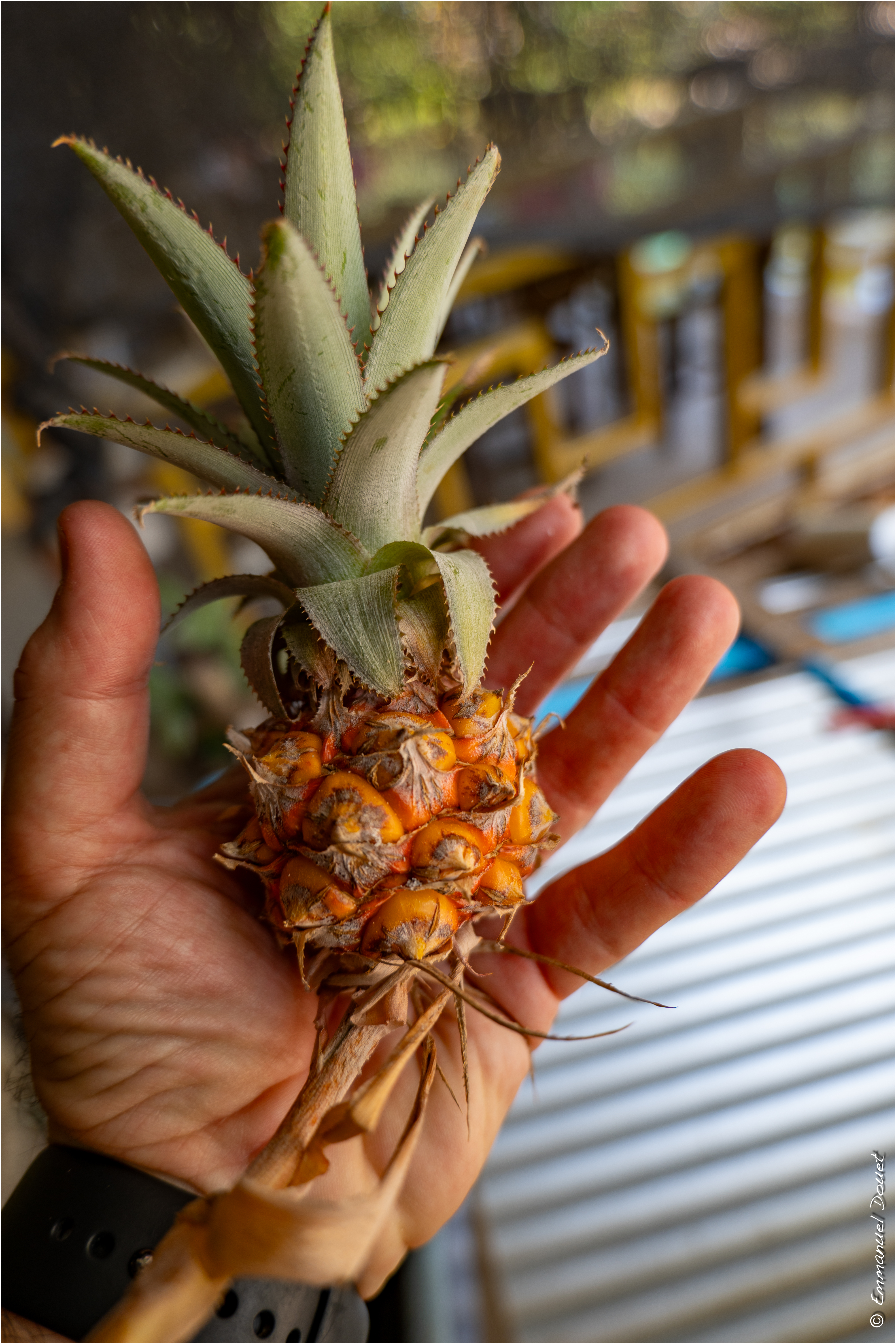 2025 02 Thaïlande&Laos 116