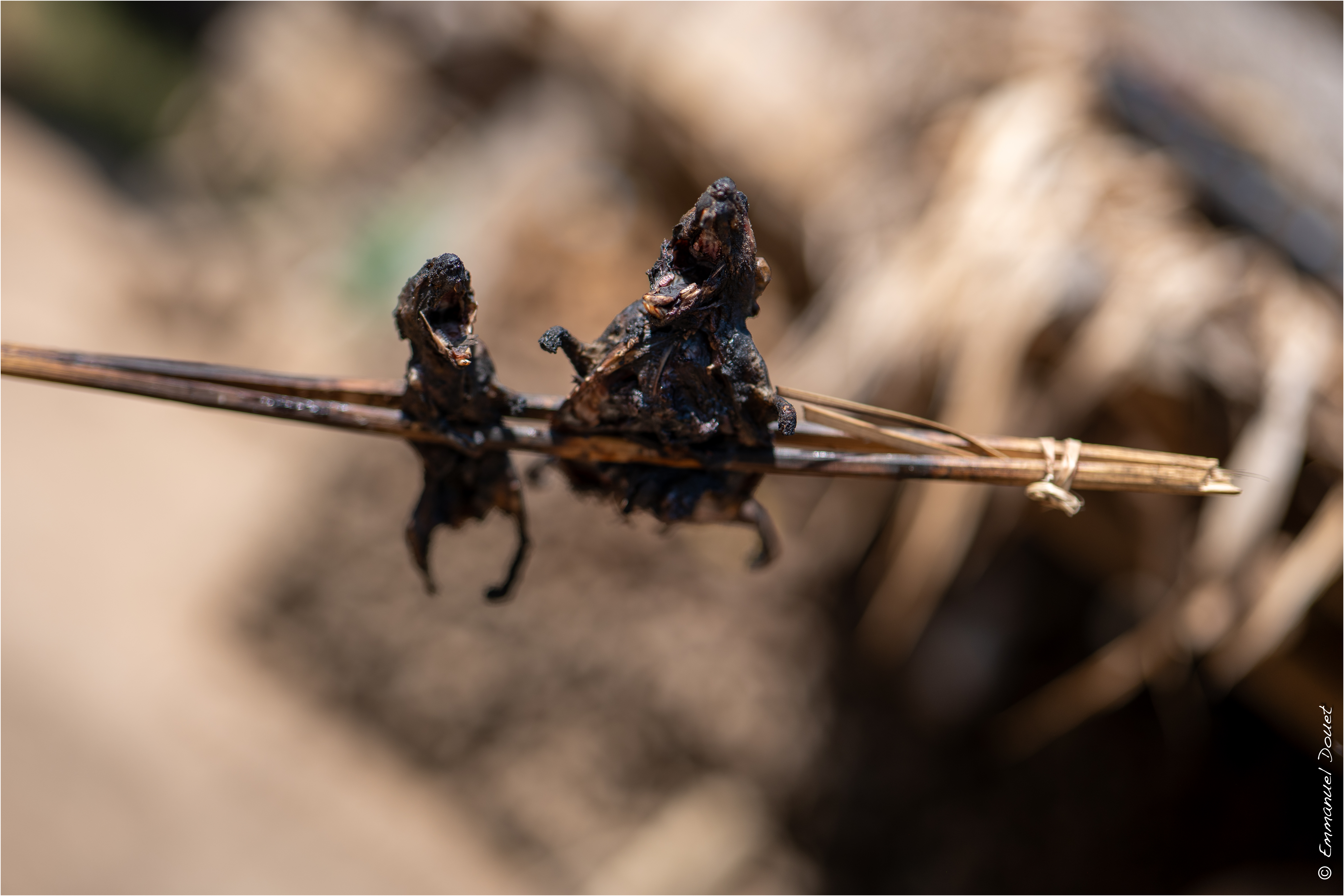 2025 02 Thaïlande&Laos 174