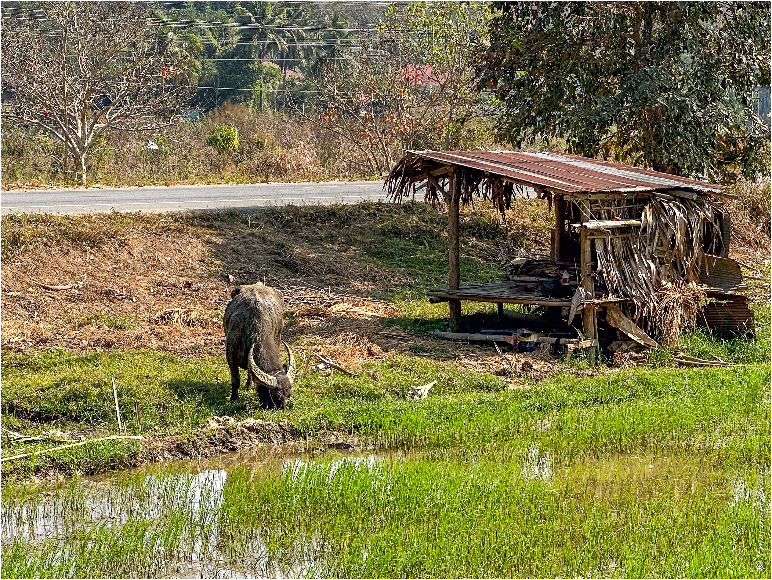 2025 02 Thaïlande&Laos 469
