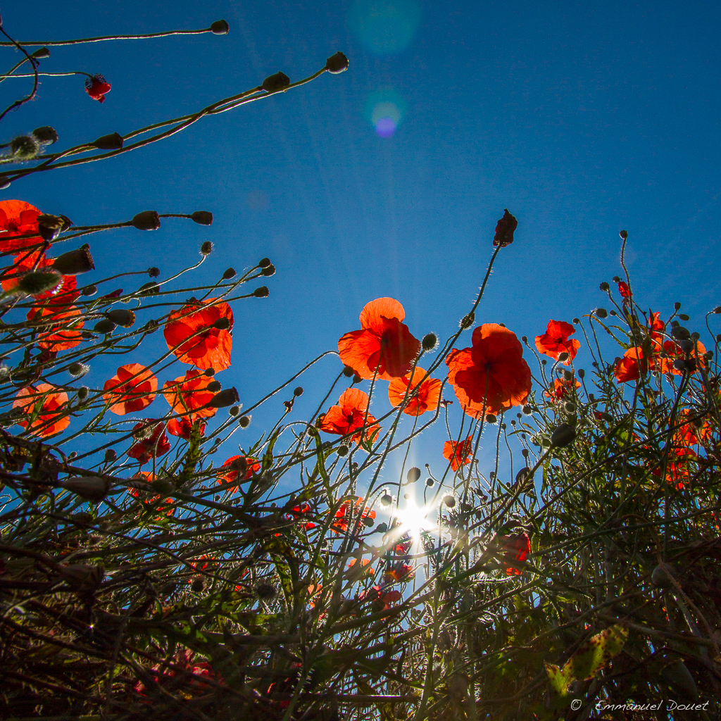 4 - Coquelicots